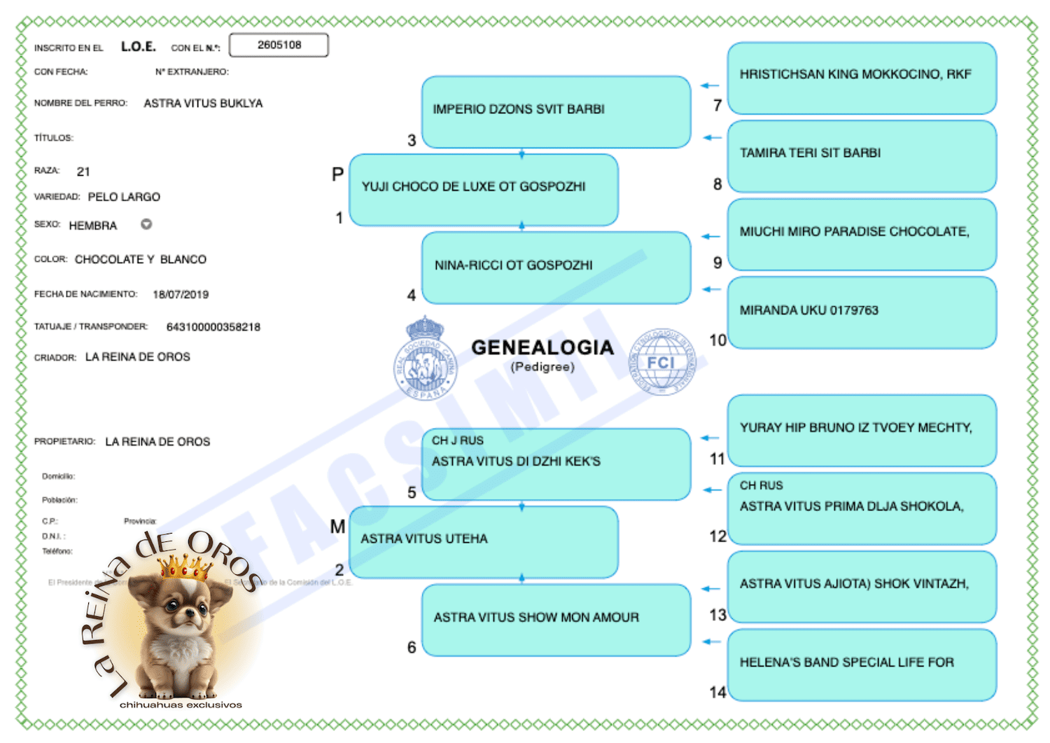 Hembra Chihuahua Adulta Astra Vitus Buklya – Color Chocolate, Pelo Largo. 4 LOE-PEDIGREE-ASTRA-VITUS-BUKLYA