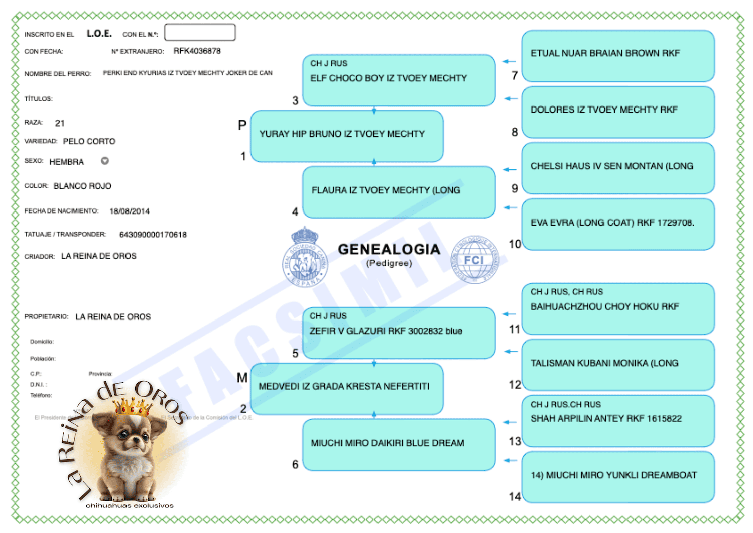 Hembra Chihuahua Adulta Perky end Kyurias Iz Tvoy Metchy 4 LOE-PEDIGREE-PERKI-END-KYURIAS-IZ-TVOEY-MECHTY