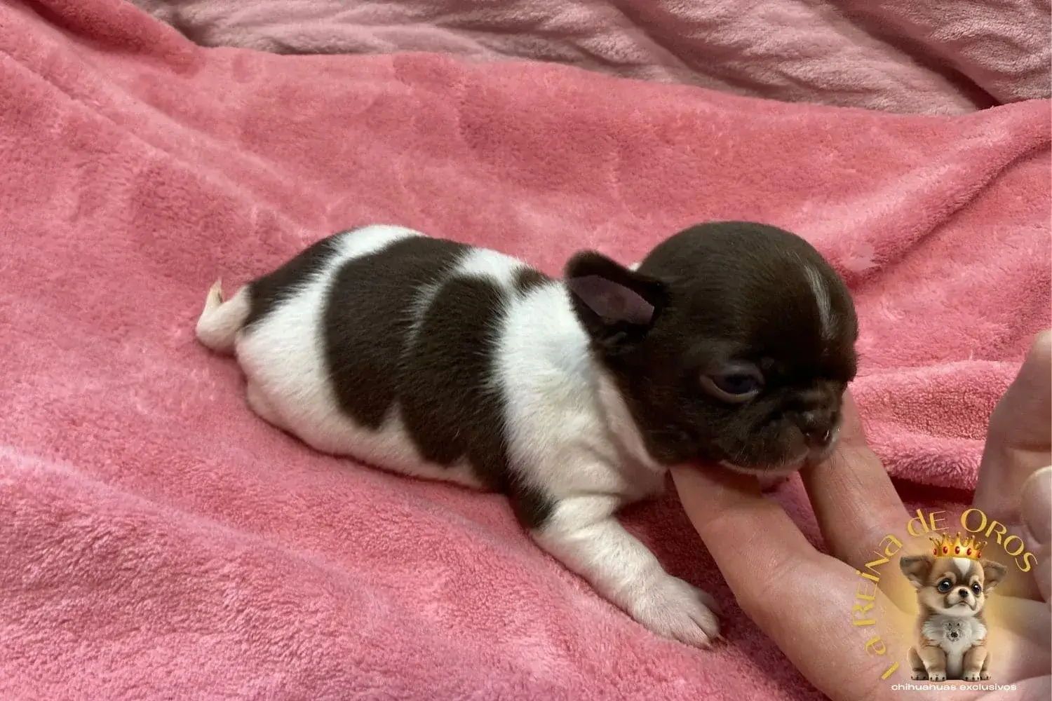 Cachorro Chihuahua Candy de La Reina de Oros 8 cachorro-chihuahua-candy-criadero