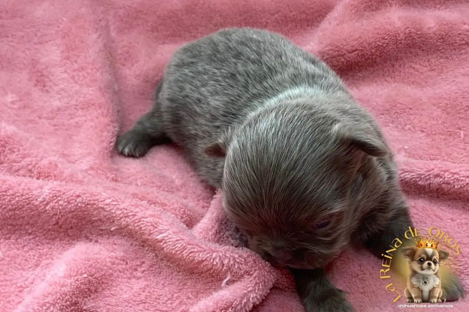 Cachorro Chihuahua Pluto de La Reina de Oros 12 cachorro-chihuahua-pluto-venta