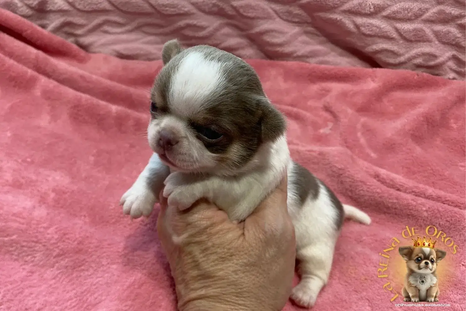 Cachorro Chihuahua Lamine de La Reina de Oros 9 cachorro-chihuahua-lamine-la-reina-de-oros