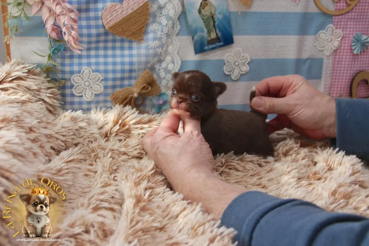 chihuahua pelo largo chocolate