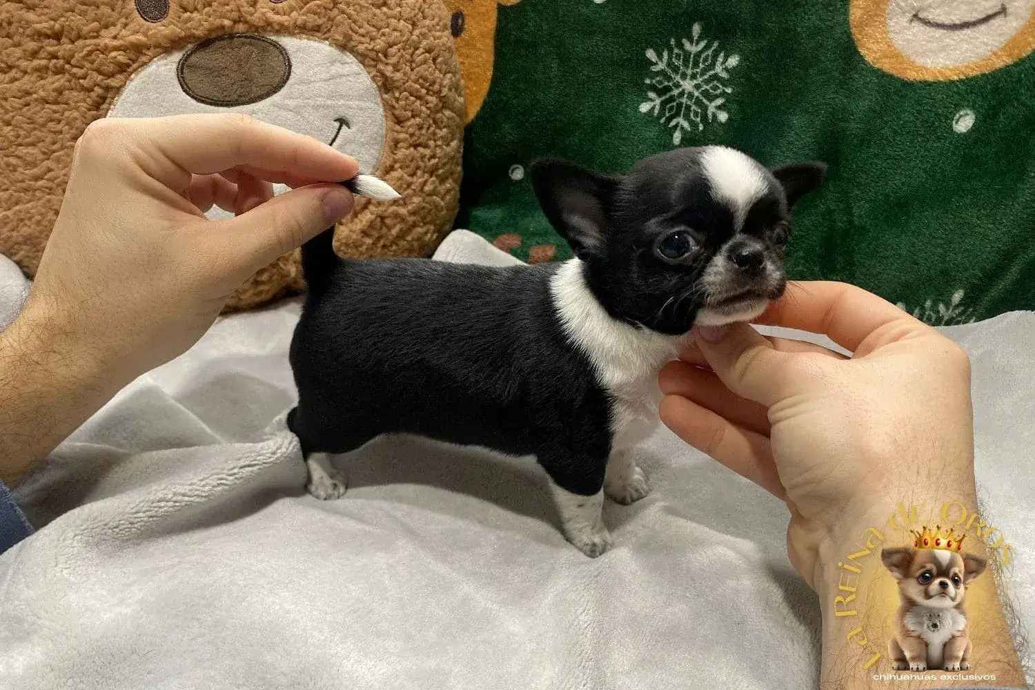 cachorro chihuahua vaquita