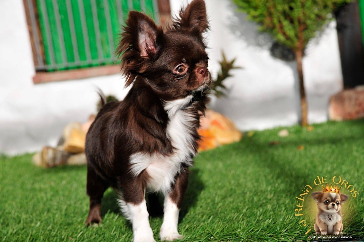 Hembra Chihuahua Adulta Astra Vitus Buklya – Color Chocolate, Pelo Largo. 15 hembra-chihuahua-adulta-astra-vitus-buklya-adn-chihuahuas