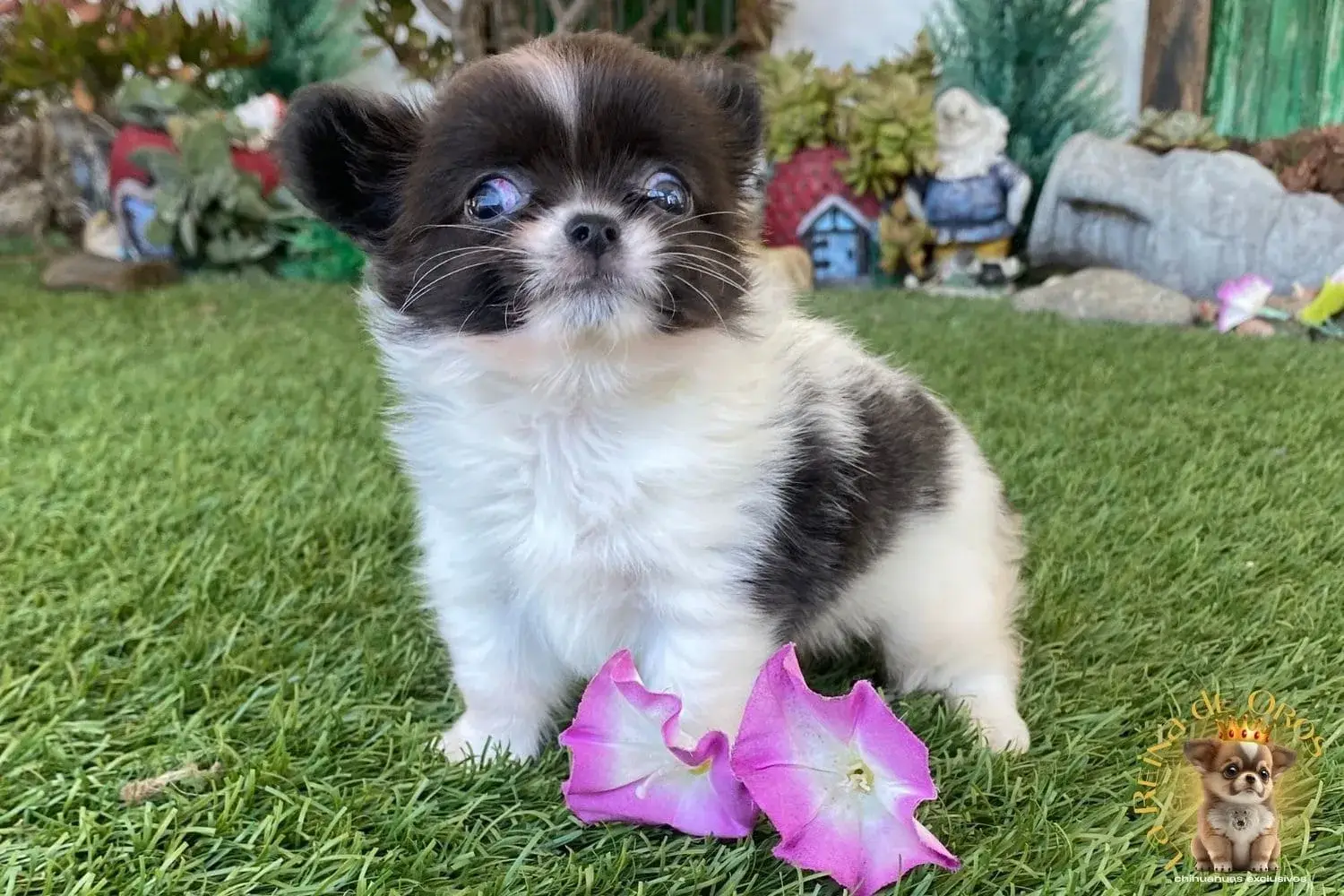 chihuahua blanca azul pompom