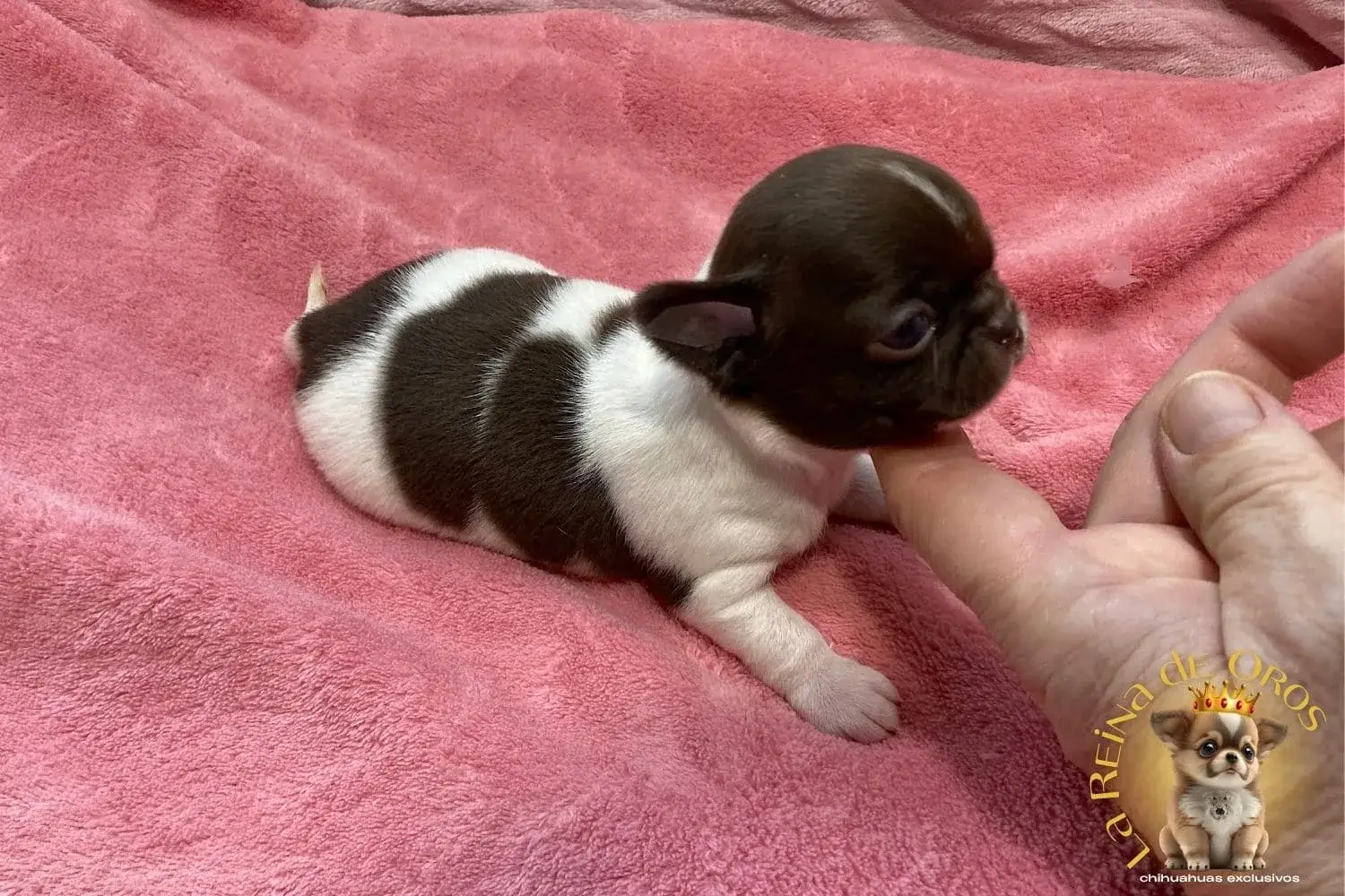 Cachorro Chihuahua Candy de La Reina de Oros 6 cachorro-chihuahua-candy-venta