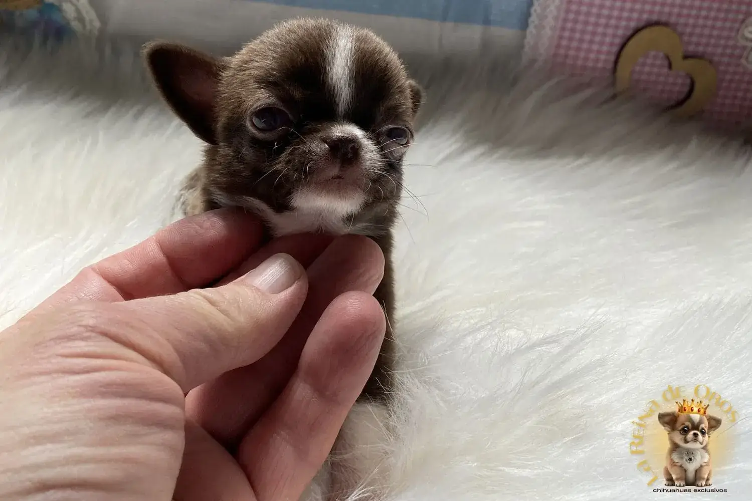 cachorro chihuahua miniatura piccolina