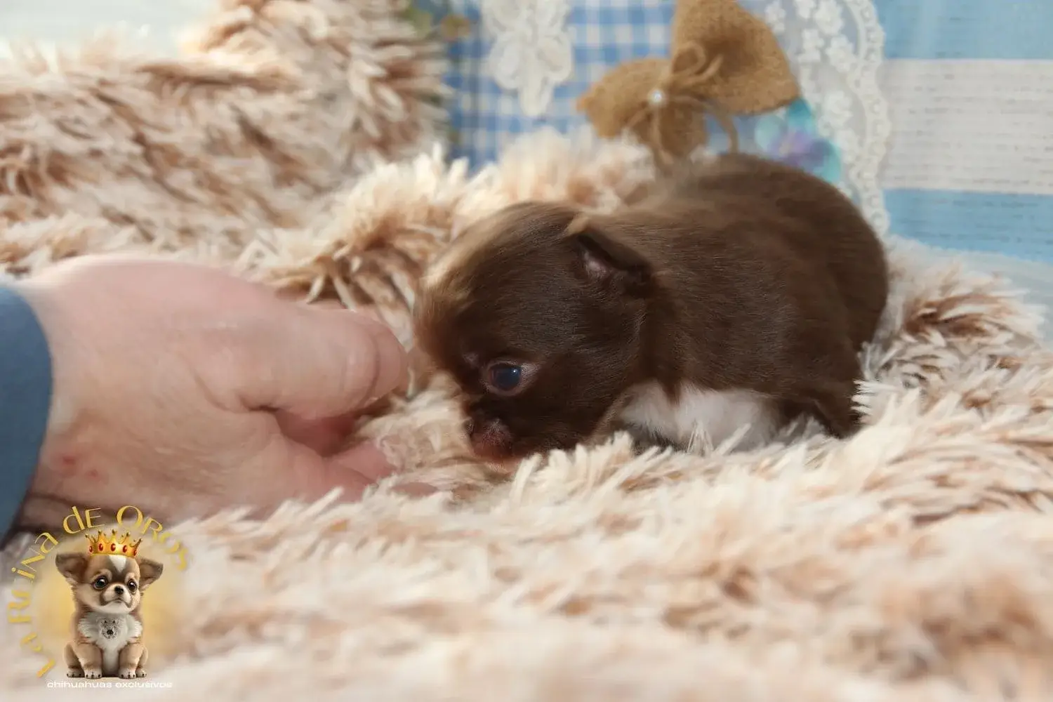 chihuahua mini nucleo zoologico