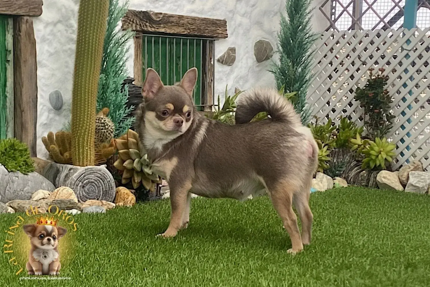 Hembra Chihuahua Adulta Tricolor Lila Sunshine 6 hembra chihuahua adulta espectacular