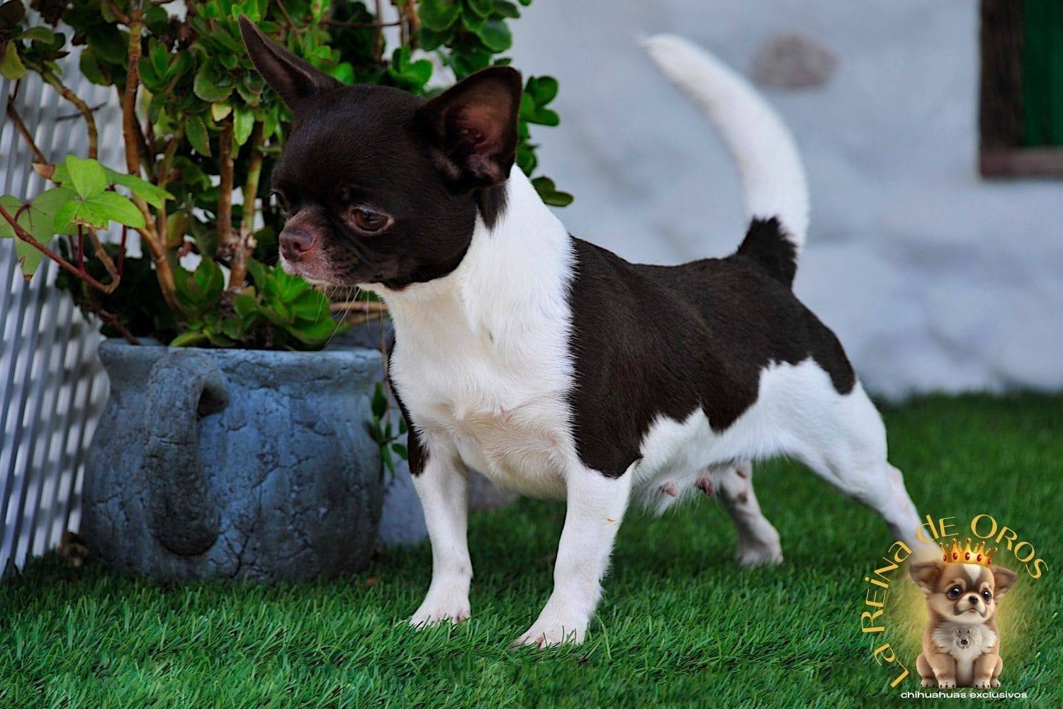 Hembra Chihuahua Adulta Shah Little Puppy Infiniti 19 hembra chihuahua adulta shah Litte puppy infiniti loe