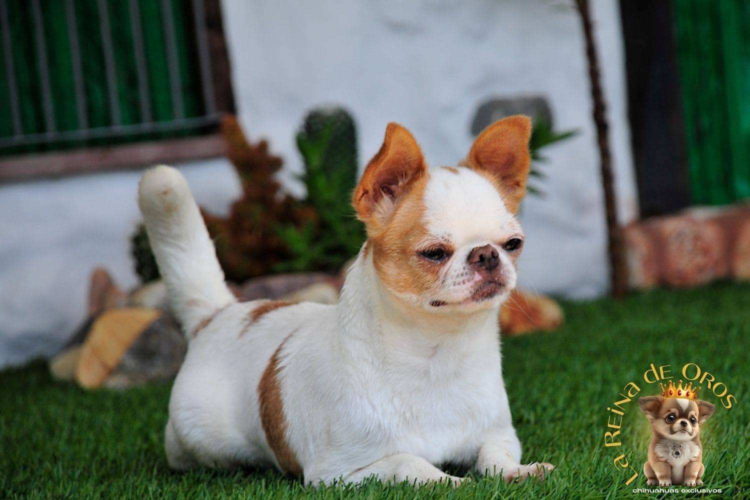 Hembra Chihuahua Adulta Perky end Kyurias Iz Tvoy Metchy 15 hembra-chihuahua-adulta-perki-endkiurias-iz tvoey-mechty-autentico