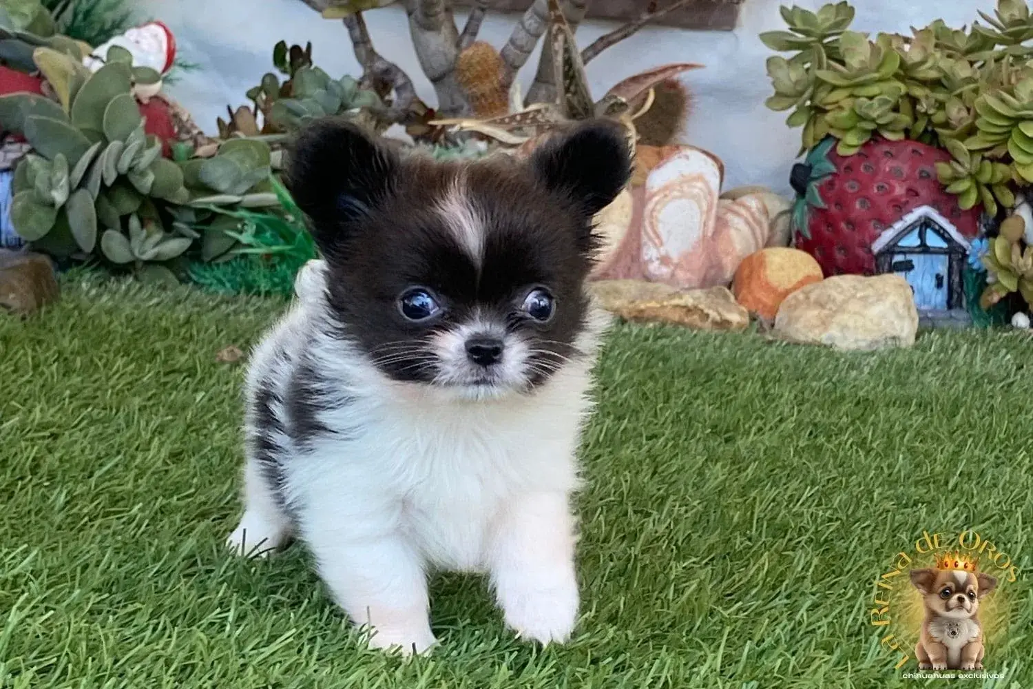 chihuahua toy pompom