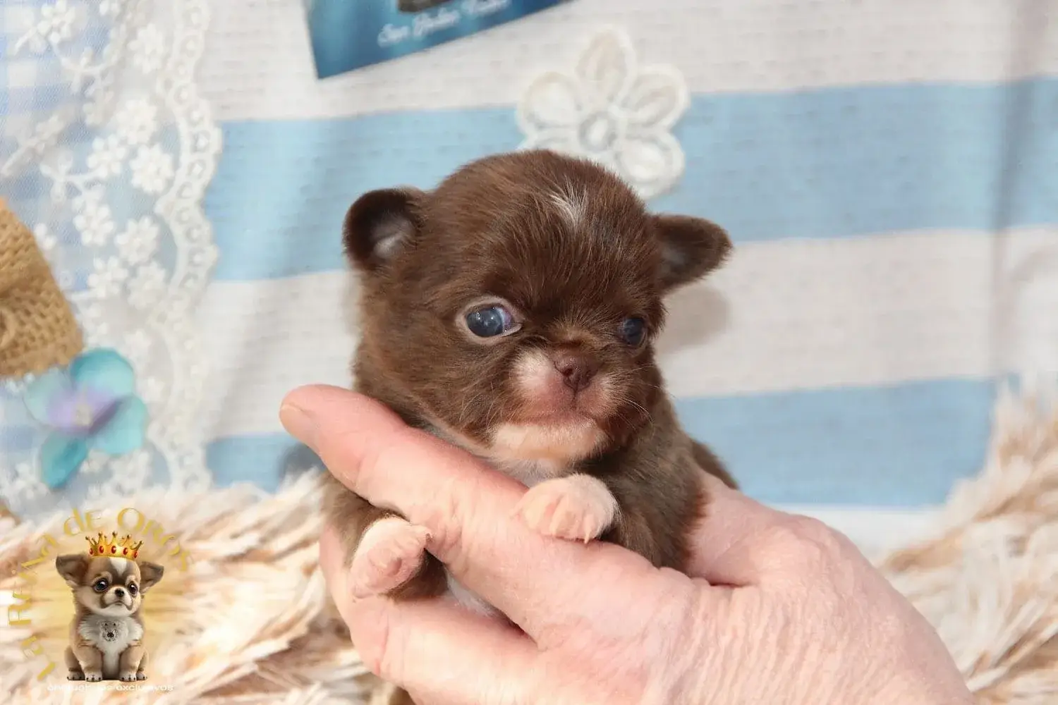 chihuahua chocolate macho