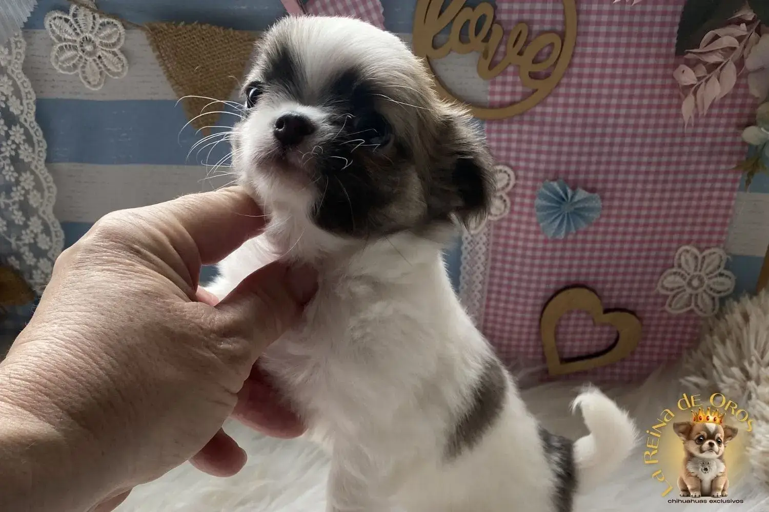 cachorro chihuahua pelusa criador