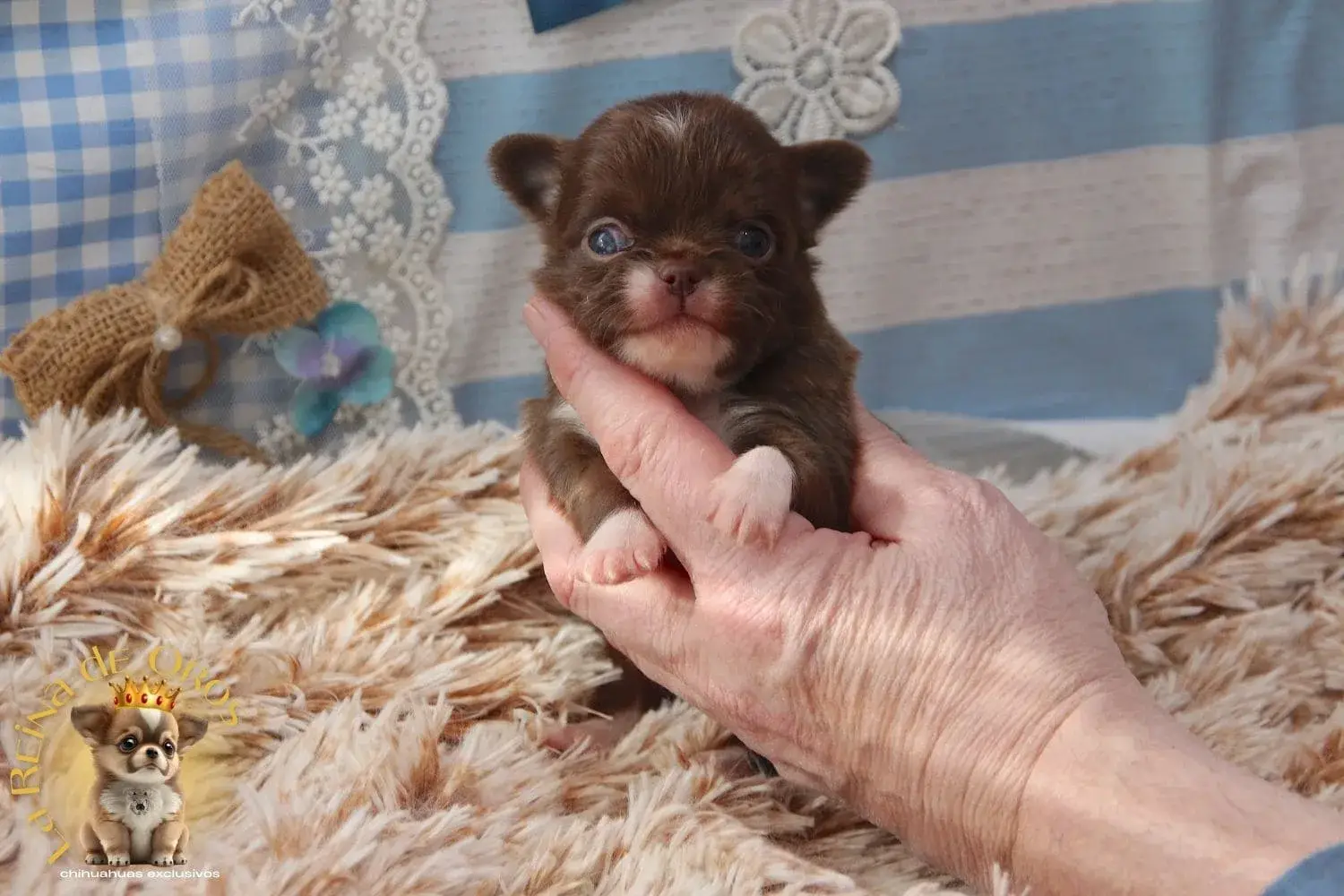 chihuahua pelo largo