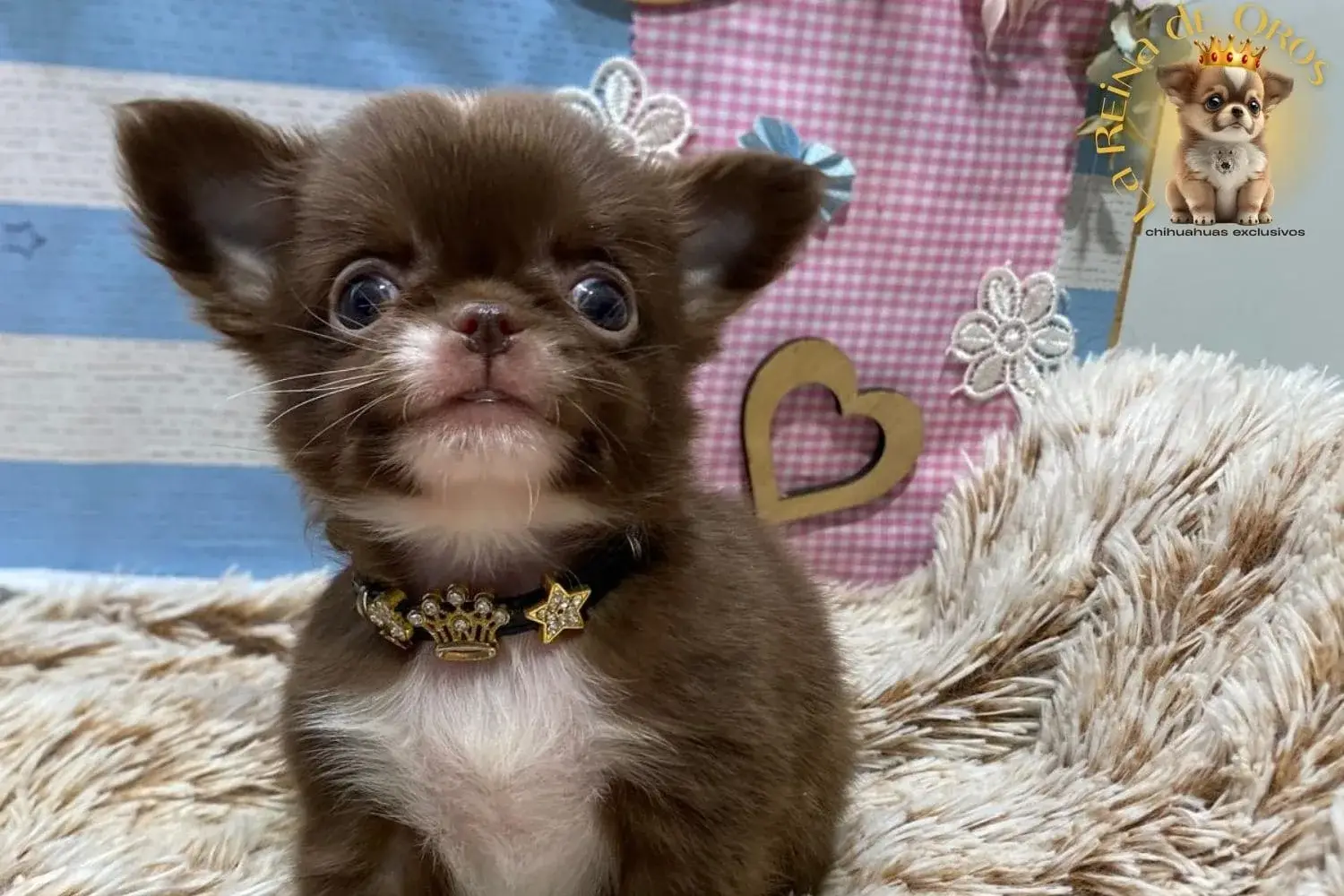 cachorro chihuahua color chocolate