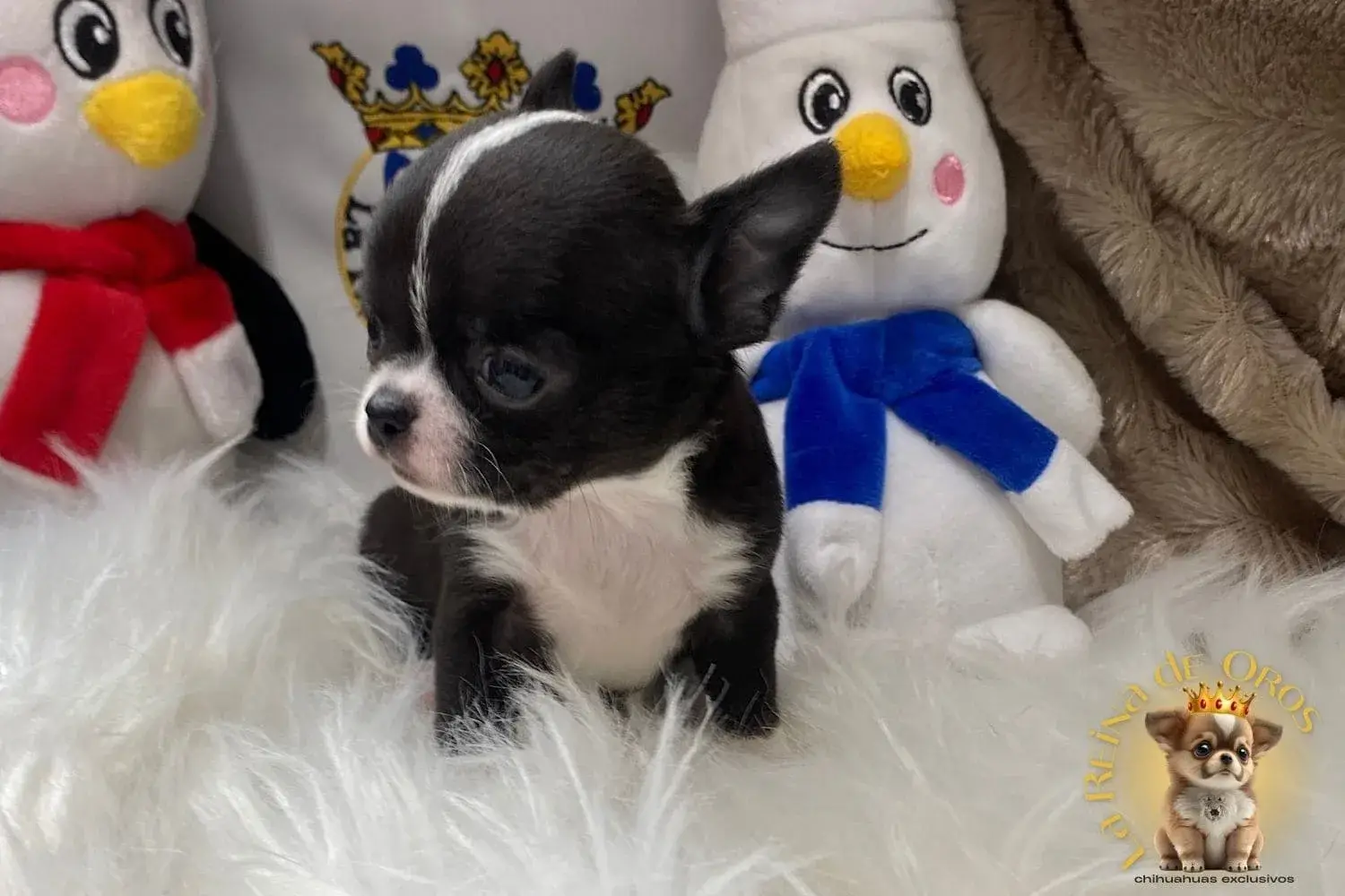 cachorro chihuahua posando