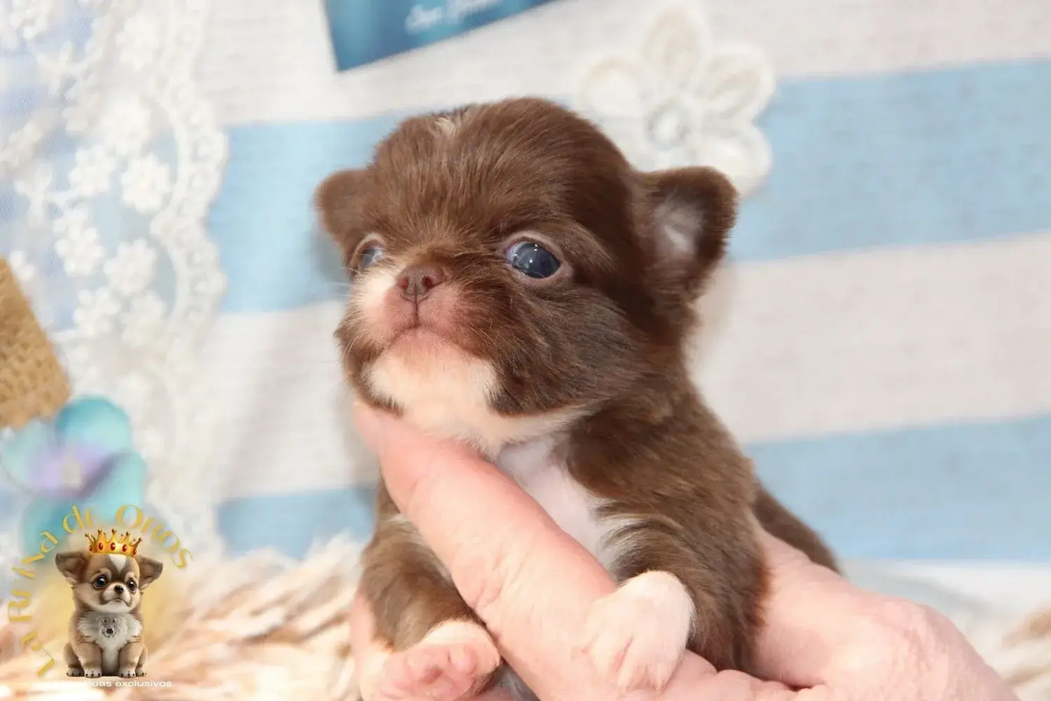 chihuahua de linea rusa