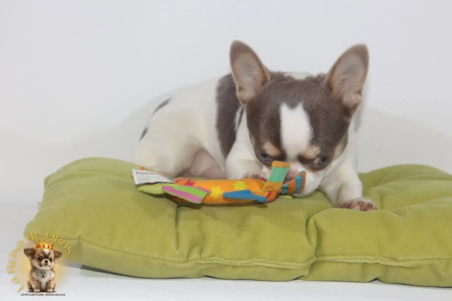 cachorro chihuahua en venta