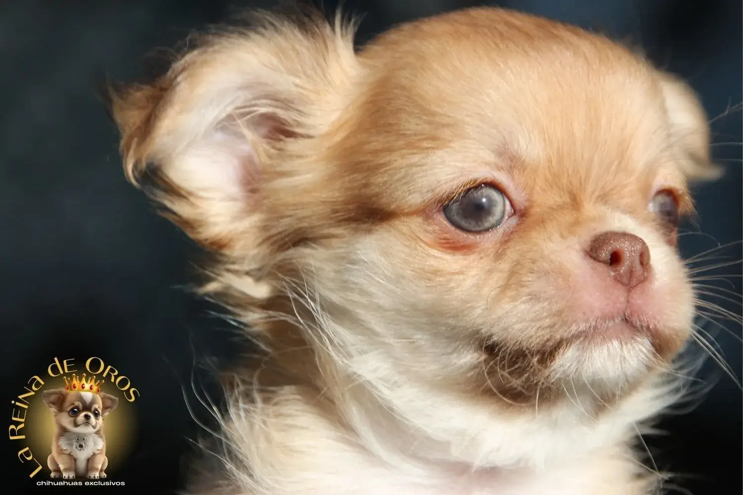 cachorro chihuahua en venta de ojos claros