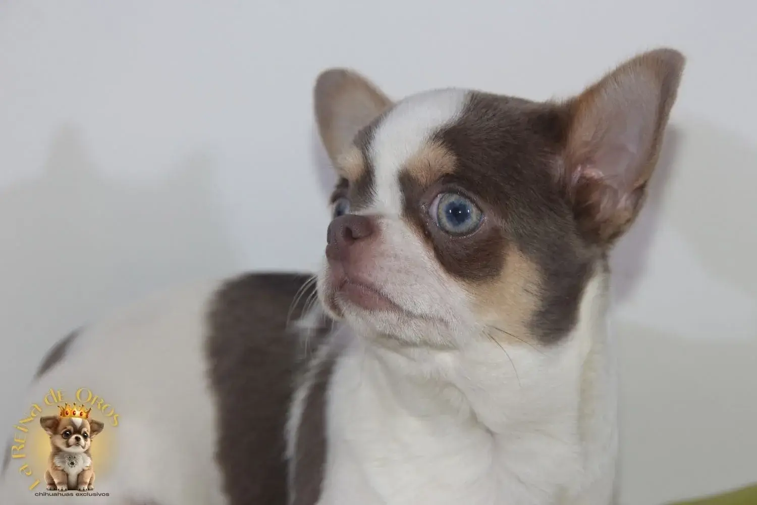 cachorro chihuahua de criadero