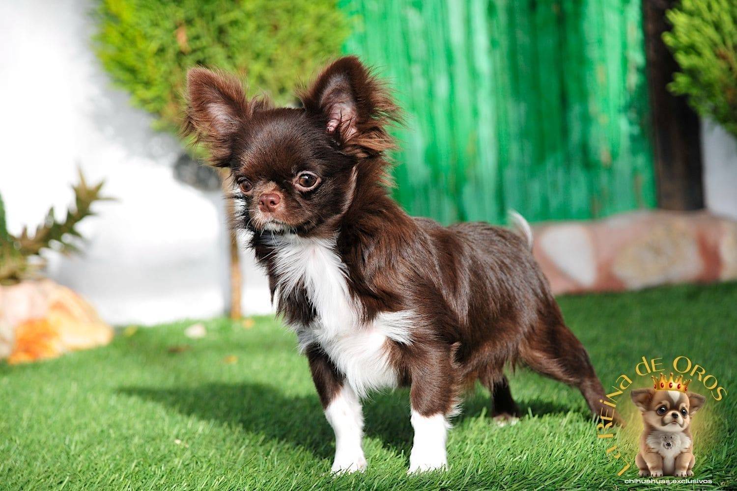 Hembra Chihuahua Adulta Astra Vitus Buklya – Color Chocolate, Pelo Largo. 10 hembra-chihuahua-adulta-astra-vitus-buklya