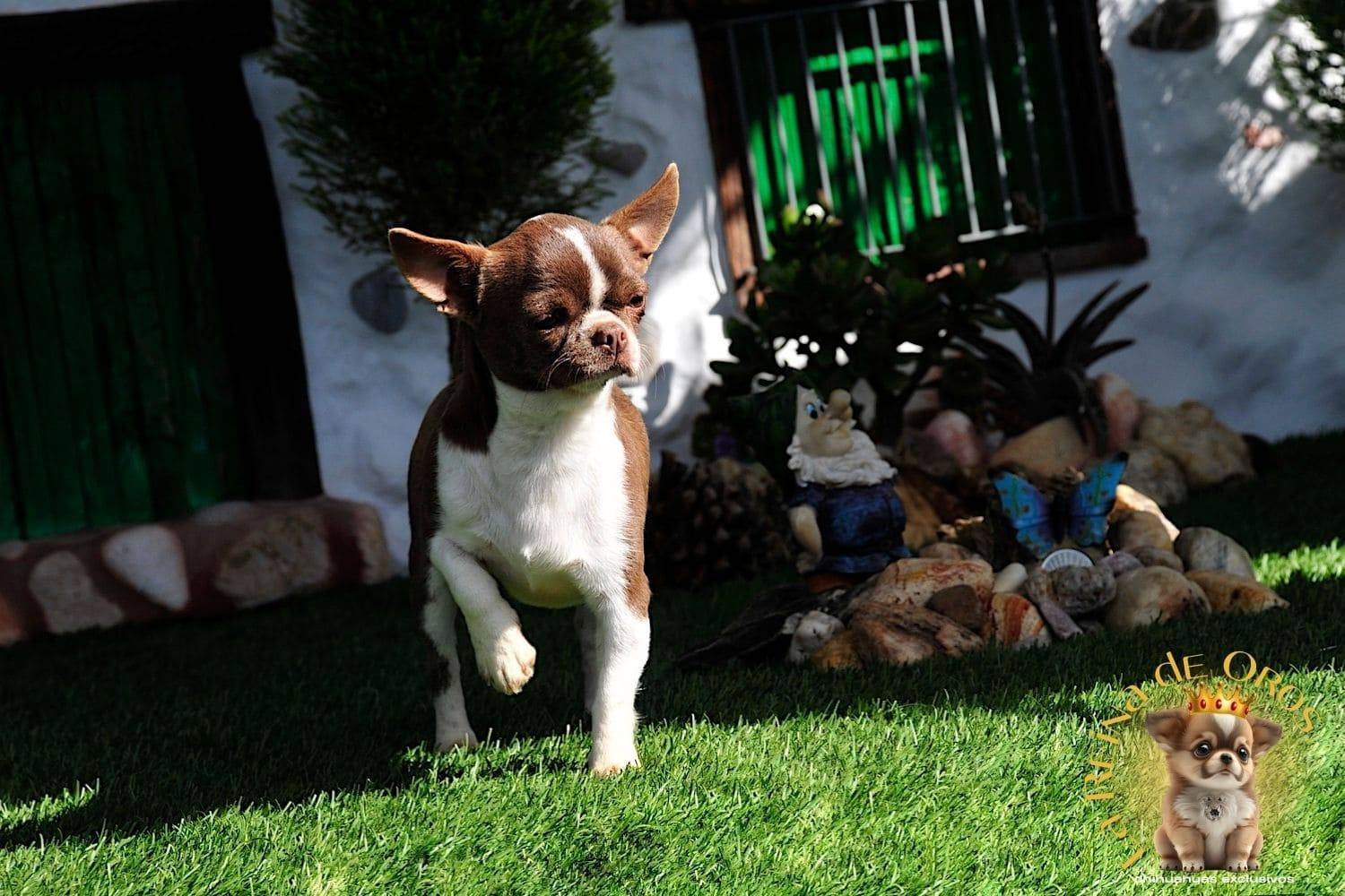 Hembra Chihuahua Adulta Tizona de La Reina de Oros 7 hembra-chihuahua-adulta-tizona