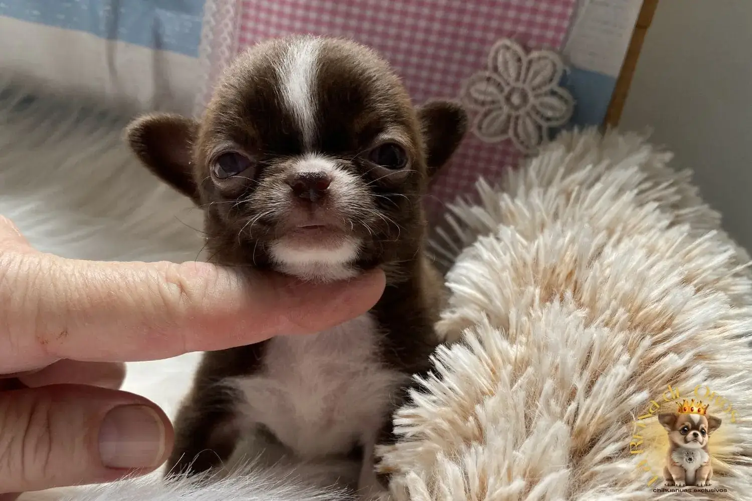 cachorro en venta disponible