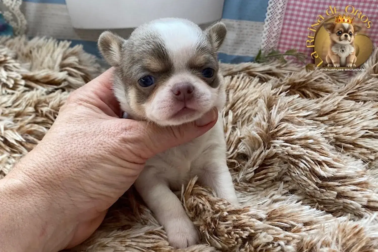 Cachorro Chihuahua Lamine de La Reina de Oros 5 cachorro chihuahua lamine miniatura