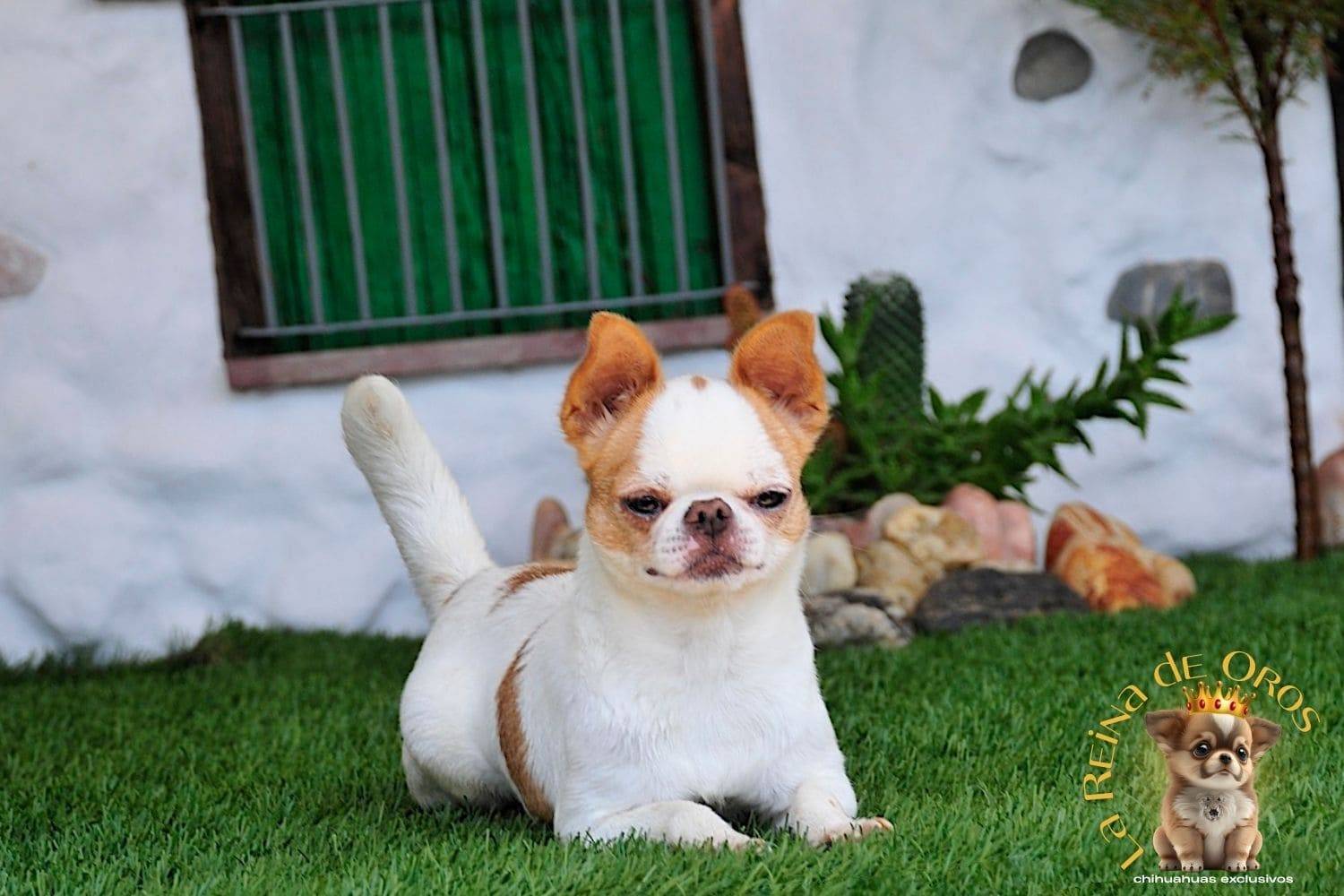 Hembra Chihuahua Adulta Perky end Kyurias Iz Tvoy Metchy 7 hembra-chihuahua-adulta-perki-endkiurias-iz tvoey-mechty-pedigree-campeones