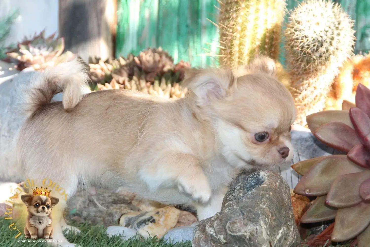cachorro chihuahua de pelo corto