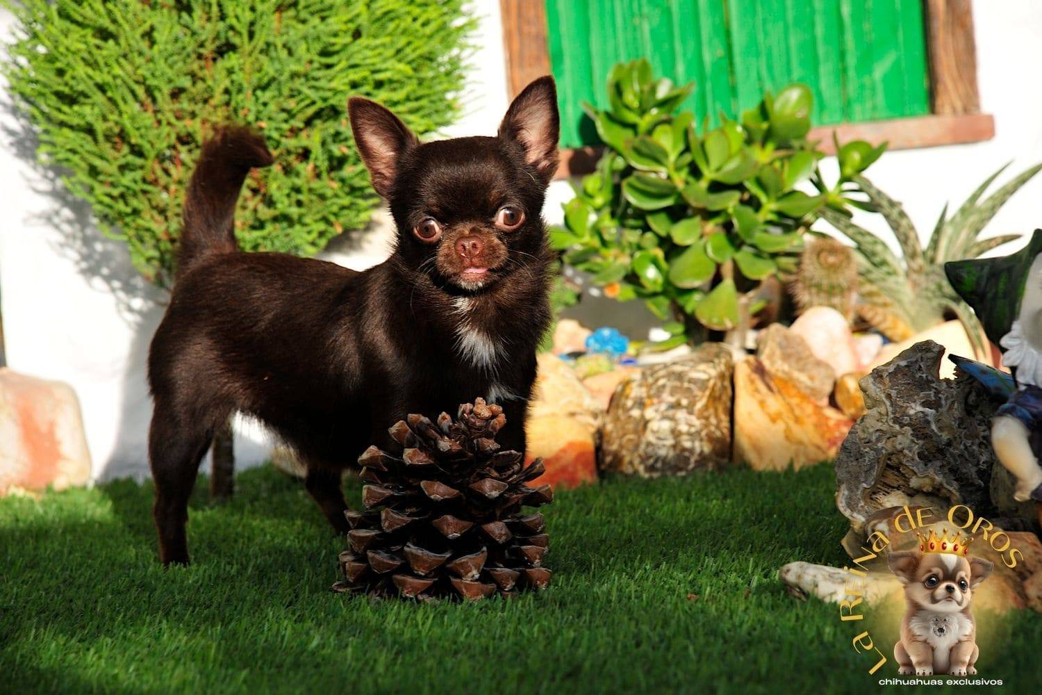 Nuestros Chihuahuas Adultos: Machos y Hembras del Criadero⭐ 14 chihuahuas-adultos