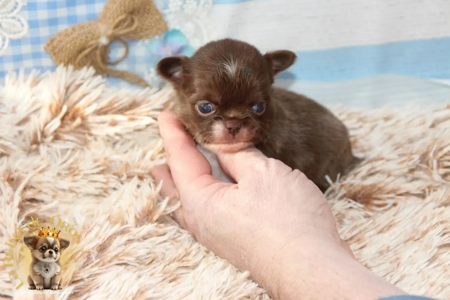 chihuahua miniatura color chocolate