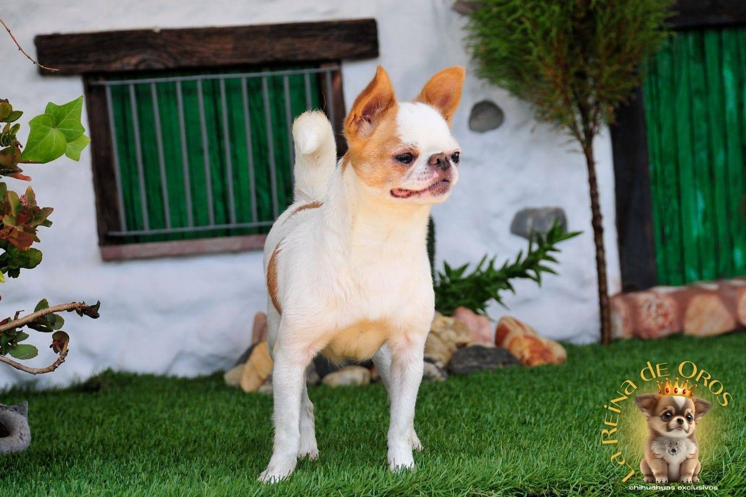 Hembra Chihuahua Adulta Perky end Kyurias Iz Tvoy Metchy 10 hembra-chihuahua-adulta-perki-endkiurias-iz tvoey-mechty-criador