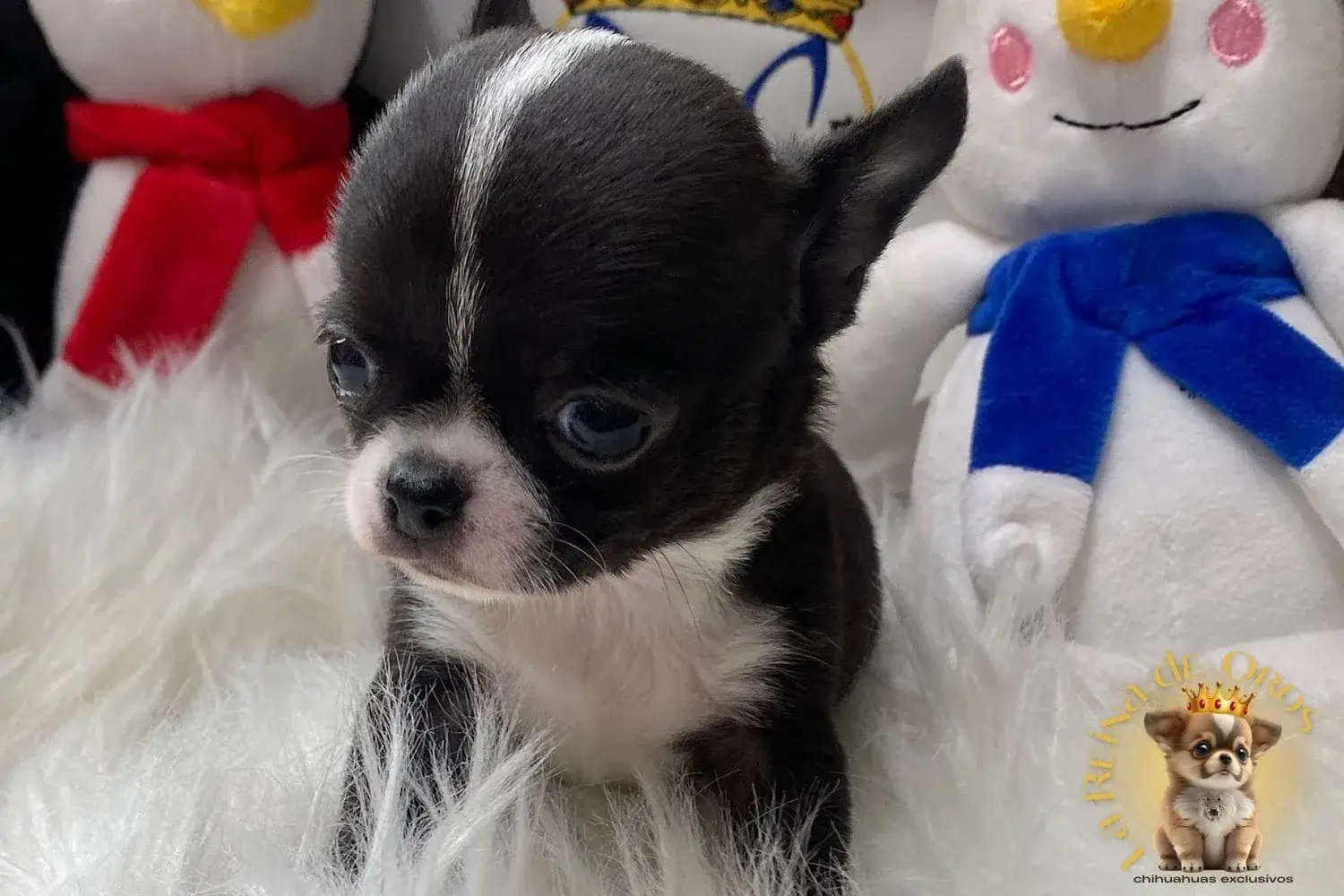 cachorro chihuahua toy