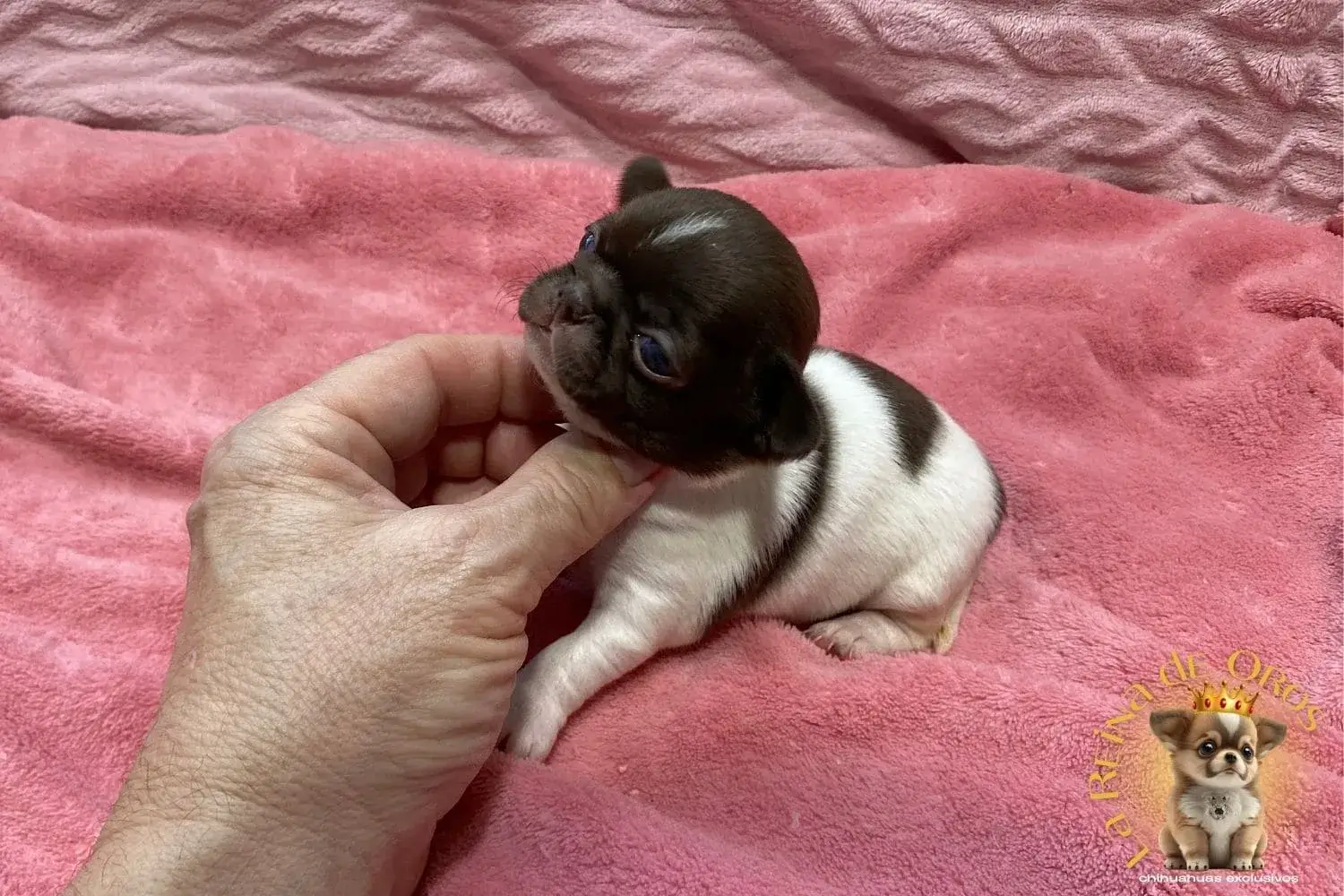 Cachorro Chihuahua Candy de La Reina de Oros 10 cachorro-chihuahua-candy-blanco-chocolate