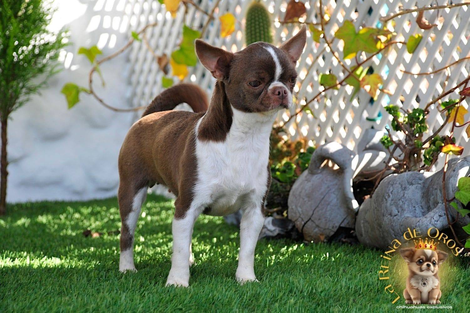Hembra Chihuahua Adulta Tizona de La Reina de Oros 3 hembra-chihuahua-adulta-tizona-de-la-reina-de-oros