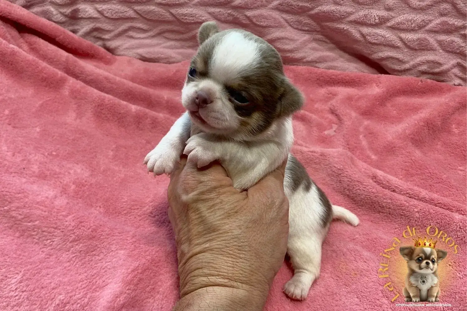 Cachorro Chihuahua Lamine de La Reina de Oros 8 cachorro-chihuahua-lamine-venta-chihuahuas