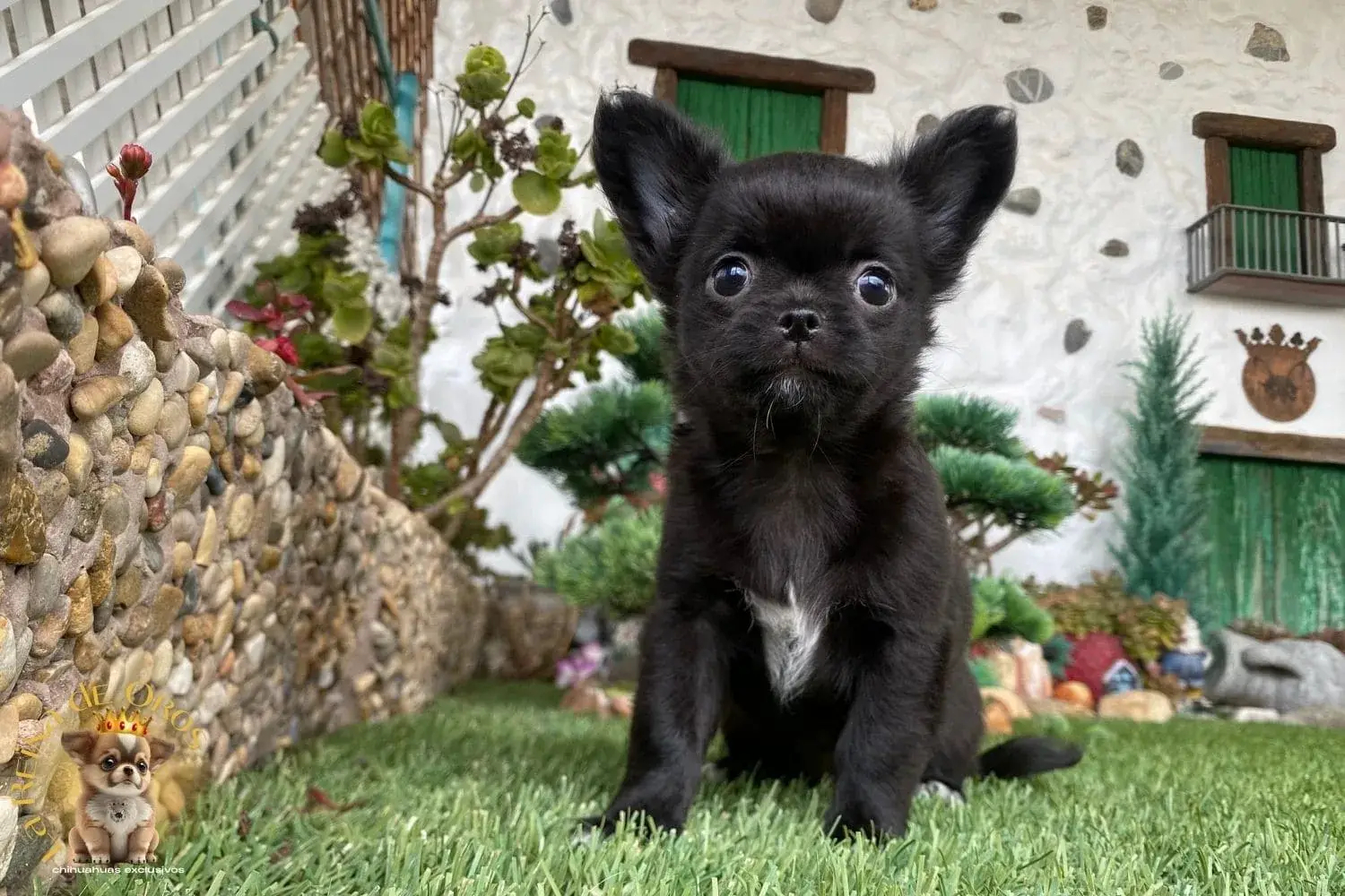 cachorro chihuahua mini