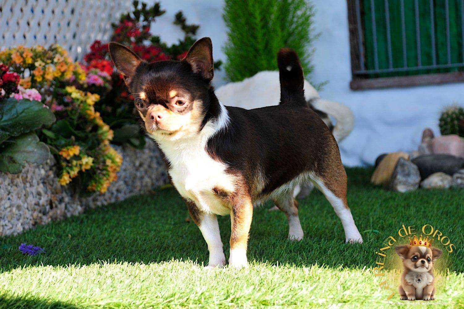 Hembra Chihuahua Adulta Chuika Joker de Can – Color Chocolate Tricolor 11 hembra-chihuahua-adulta-chuika-joker-de-can-alta-seleccion-de-la-raza