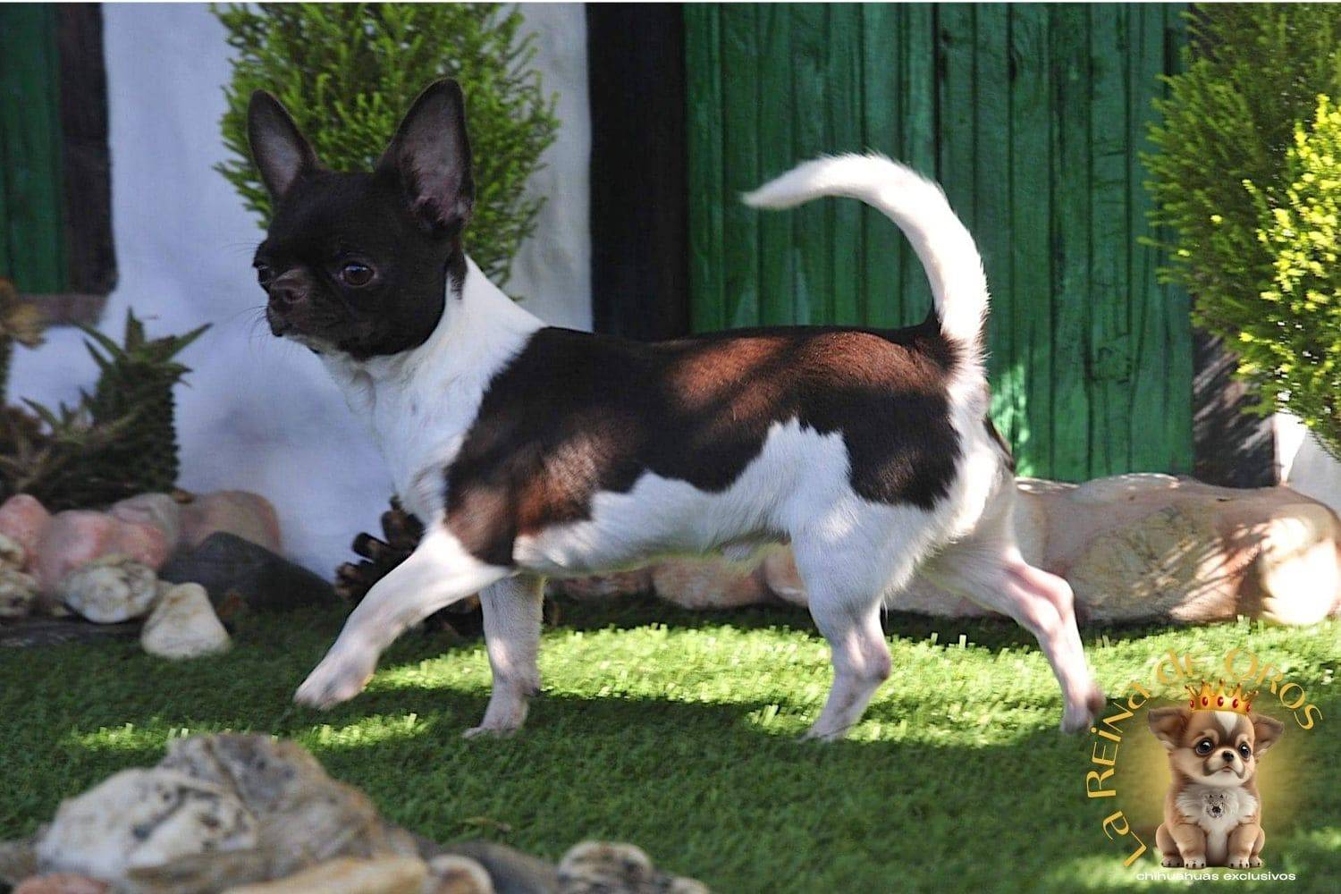 Hembra Chihuahua Adulta Shah Little Puppy Infiniti 14 hembra chihuahua adulta shah Litte puppy infiniti chocolate blanco