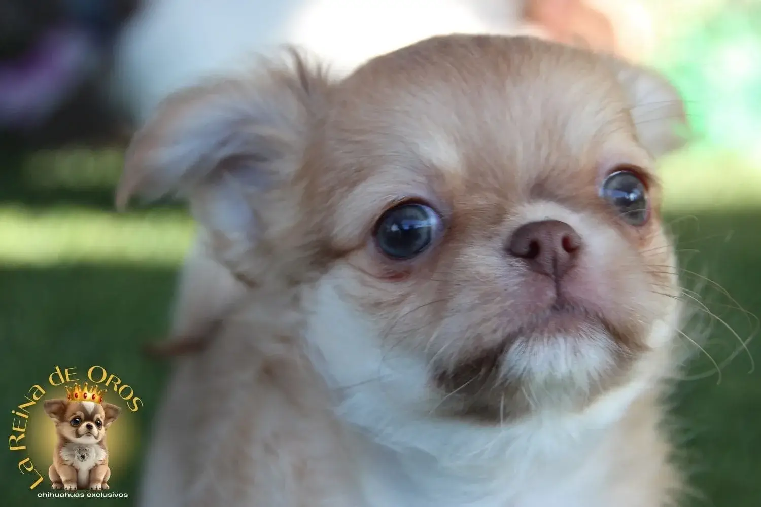 cachorro chihuahua de color rojo