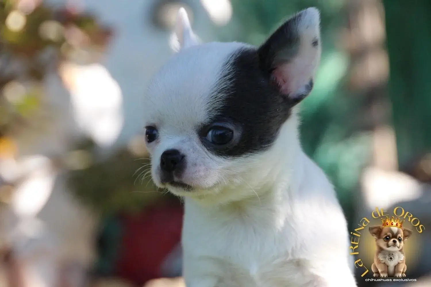 cachorro chihuahua cookie bicolor