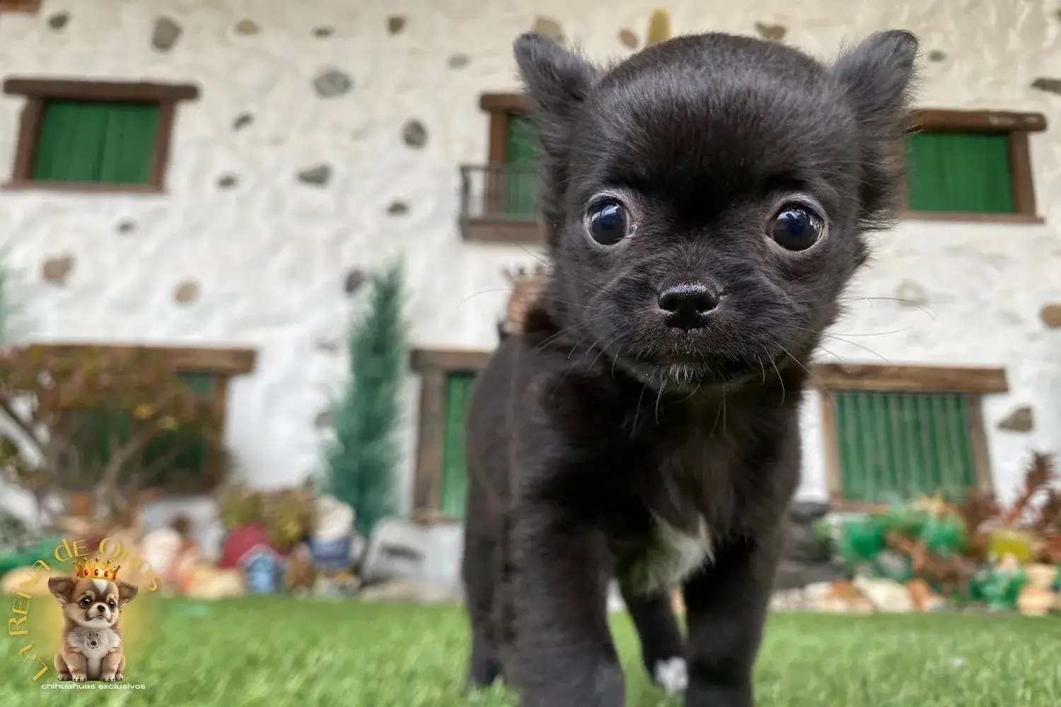 cachorro chihuahua en españa