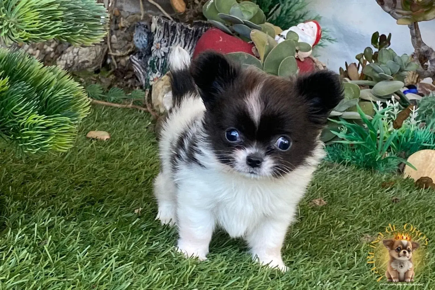 cachorro chihuahua de pelo largo