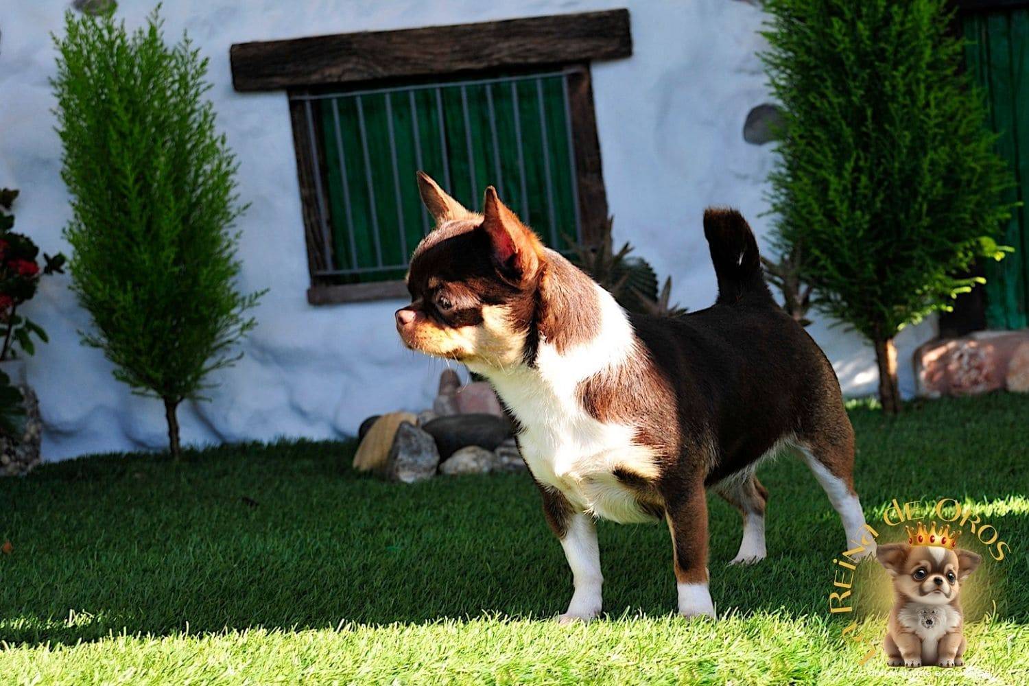 Hembra Chihuahua Adulta Chuika Joker de Can – Color Chocolate Tricolor 9 hembra-chihuahua-adulta-chuika-joker-de-can-criadores