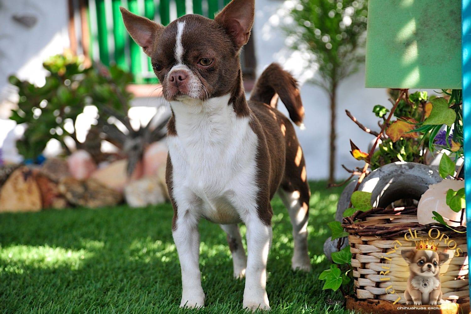 Hembra Chihuahua Adulta Tizona de La Reina de Oros 9 hembra-chihuahua-adulta-tizona-criador-chihuahuas