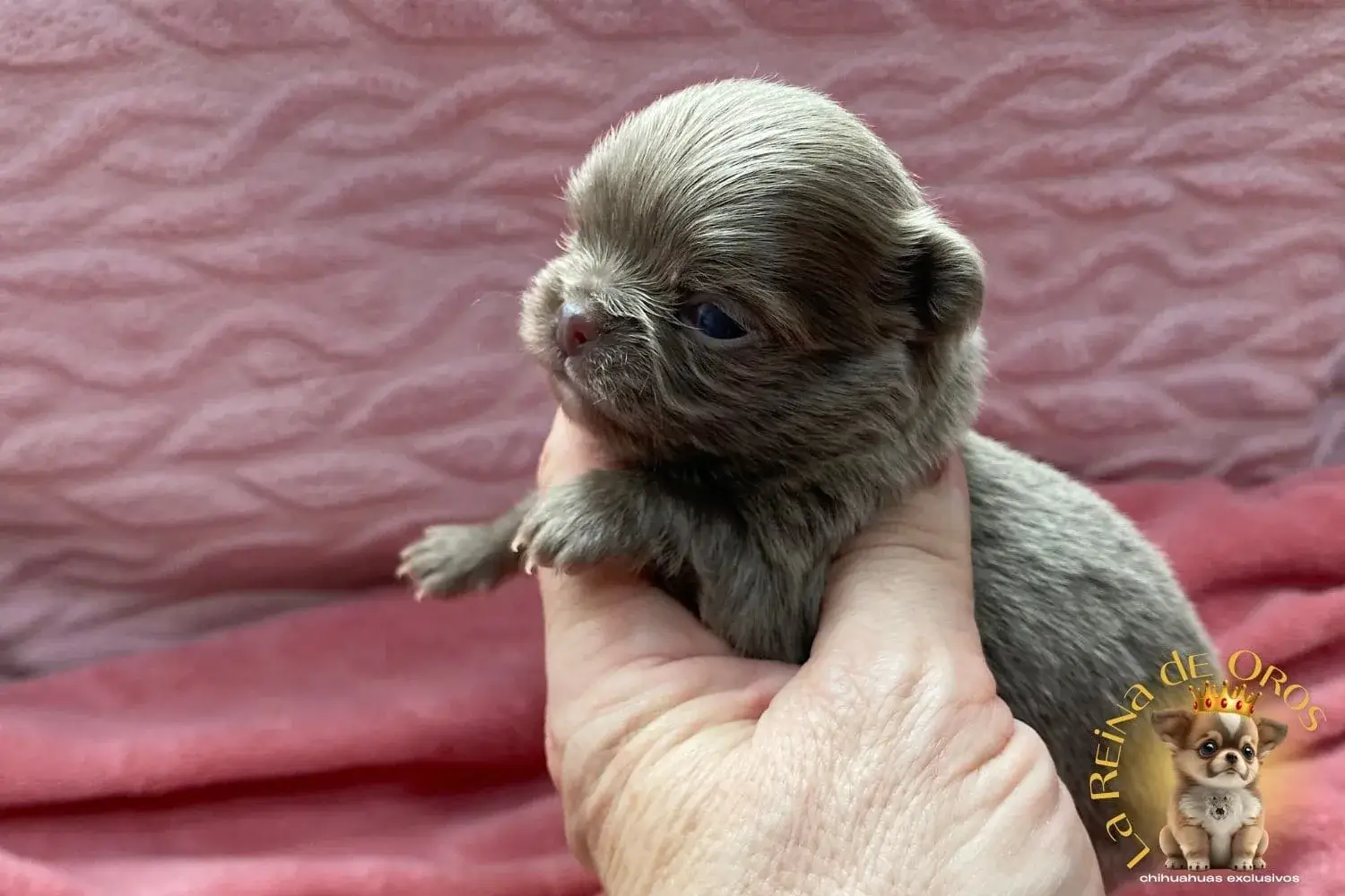 Cachorro Chihuahua Pluto de La Reina de Oros 5 cachorro-chihuahua-pluto-compra