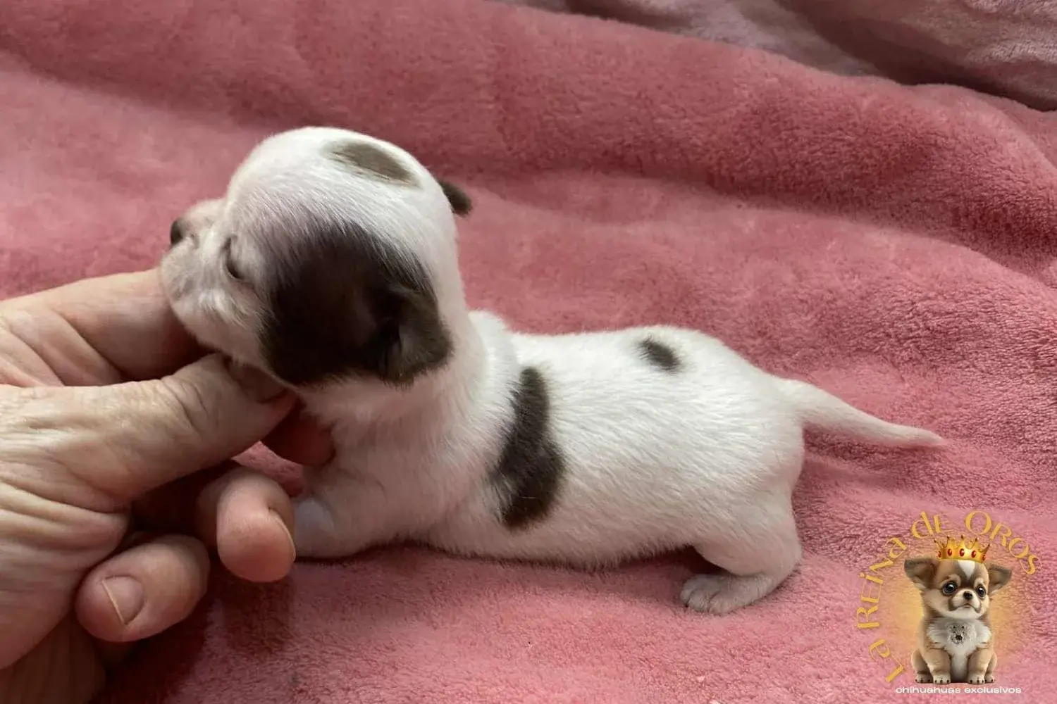 Cachorro Chihuahua Jazmin de La Reina de Oros 10 cachorro-chihuahua-jazmin-criadero