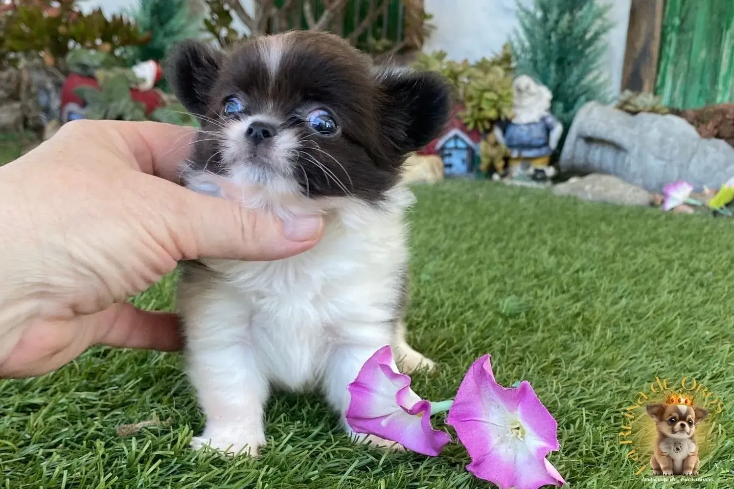 cachorro chihuahua pompom